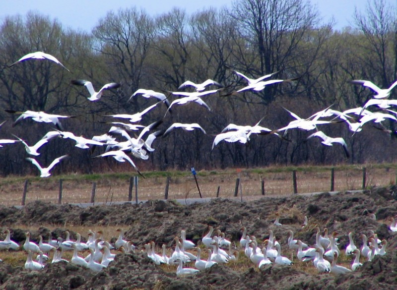 Les oies blanches de Cap Tourmente, mai 2005