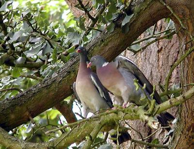 Mtn Pigeons.jpg