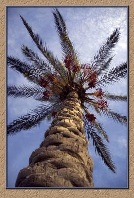 A Dream of a Palm Tree