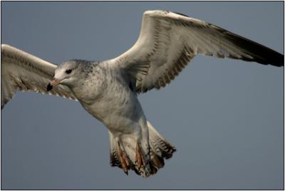 Western Gull