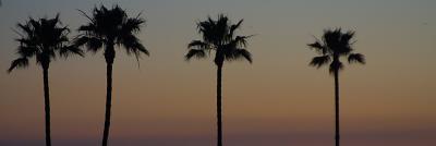 palms.jpg