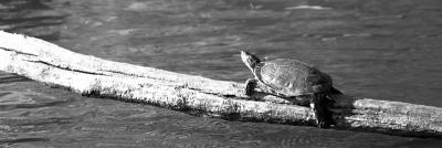 turtle.jpg
