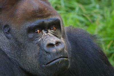 gorilla.jpg