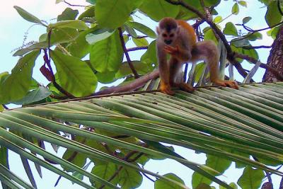 monkey.jpg