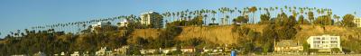 palms pano.jpg