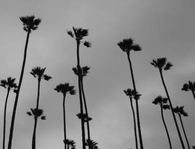 palms.jpg