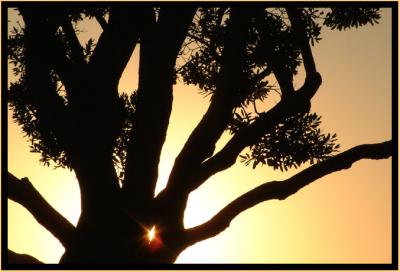sun tree.jpg