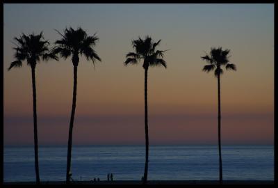susnet palms.jpg