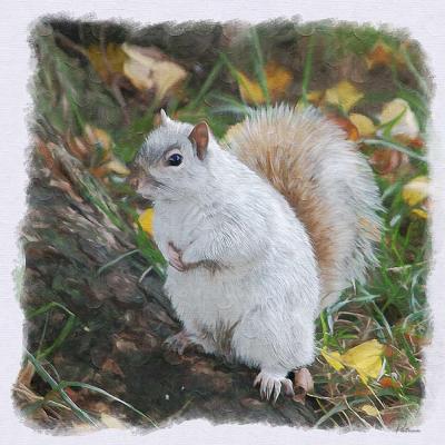 white squirrel