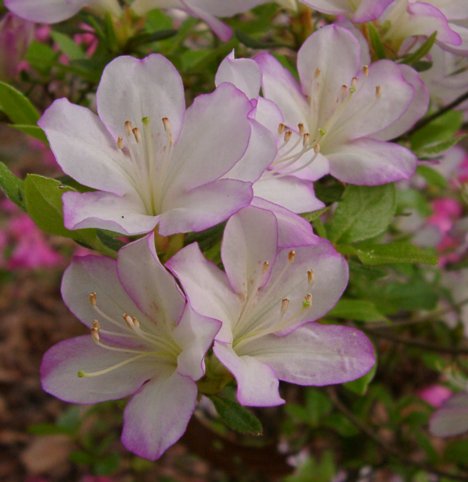 Daphne