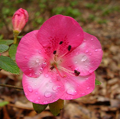 Kobai