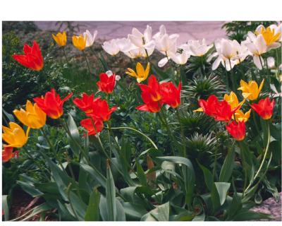 Copy of Tulip Garden 2.jpg