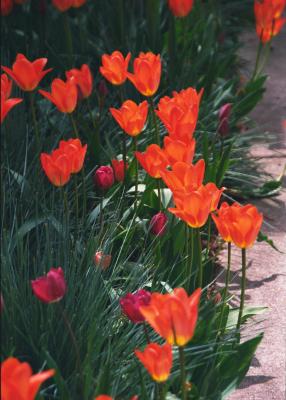 Sunlit Tulips vert 2.jpg
