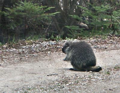 porcupine.jpg