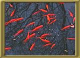 goldfishDSCN4715.jpg
