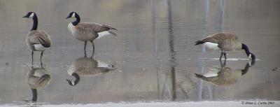 Canada Goose Reflection 127-2727 pbase 2-1-03.JPG