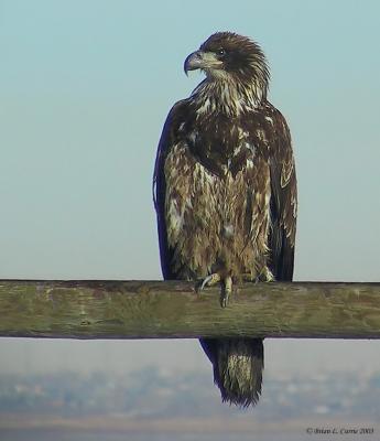 Bald Eagle (immature - 2nd year) 129-2938_IMG_pabse 2-17-03.JPG