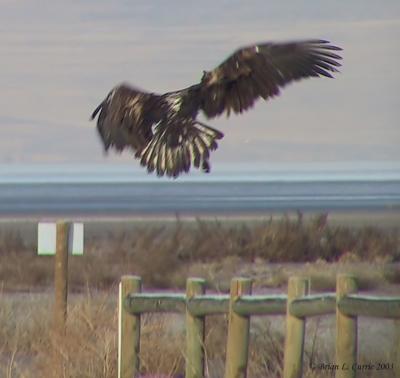 Bald Eagle (immature - 1st year - in flight) 129-2922_IMG pbase 2-18-03.JPG