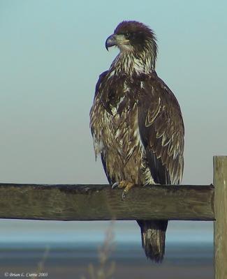 Bald Eagle (immature - 2nd year) 129-2927_IMG pbase 2-19-03.JPG