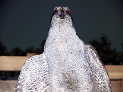 Northern Goshawk D.tif