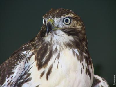 Red tailed Hawk (immature).tif