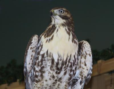 Red-tailed Hawk (immature) C.tif