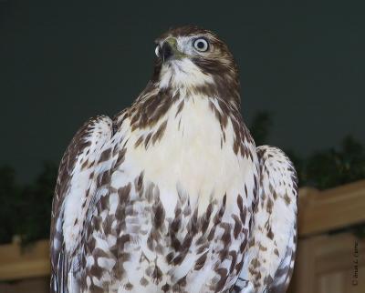Red-tailed Hawk immature D.tif