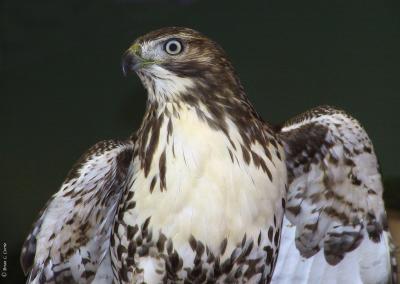 Red-tailed Hawk immature.TIF