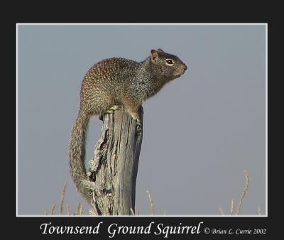 Townsend Ground Squirrel.jpg