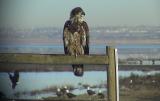 Bald Eagle (immature - 2nd year) & others 129-2936_IMG pbase 2-17-03.JPG