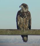 Bald Eagle (immature - 2nd year) 129-2938_IMG_pabse 2-17-03.JPG