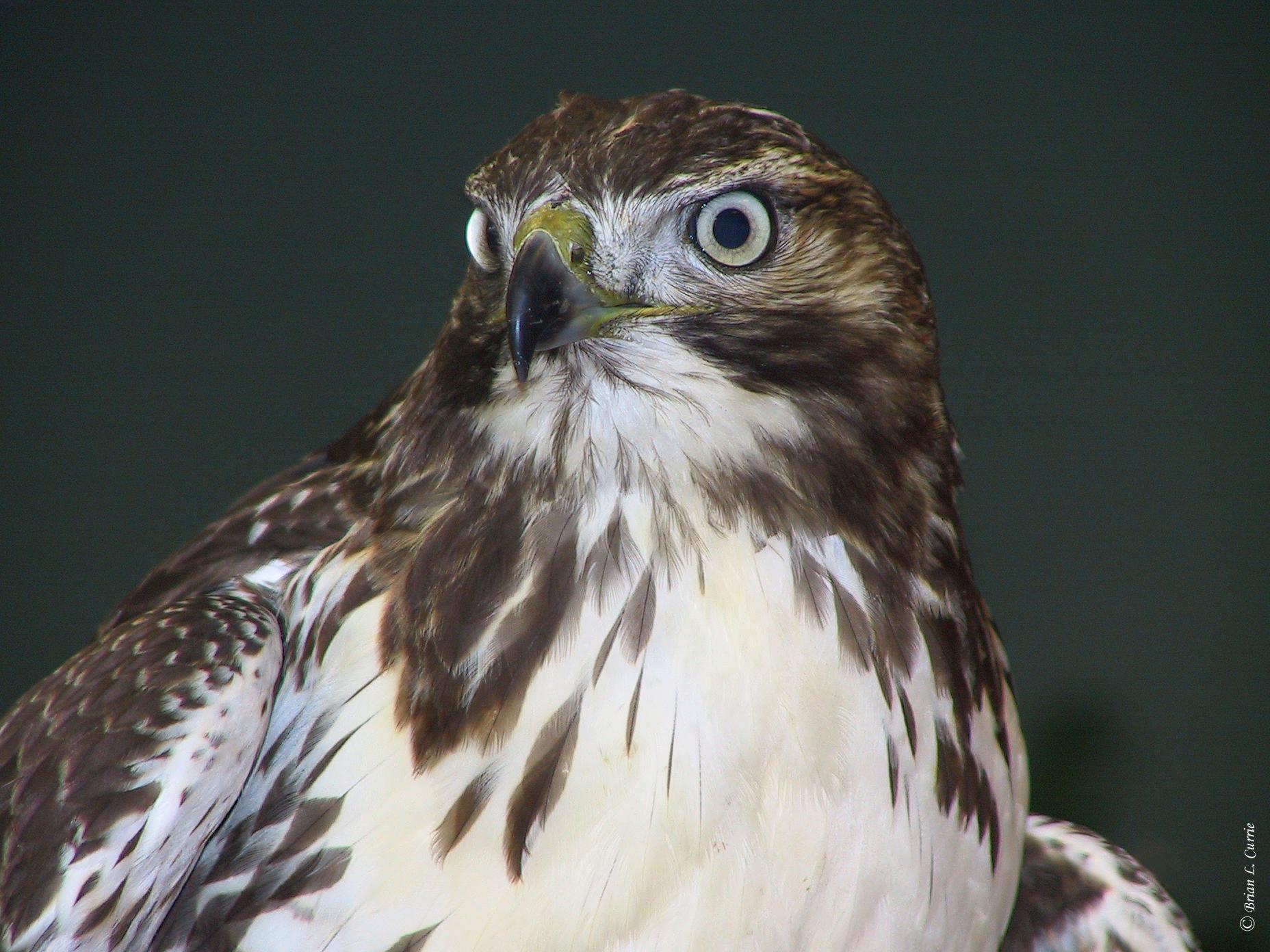 Red tailed Hawk (immature).tif