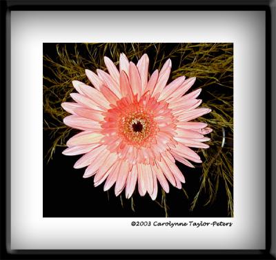 u19/bklyncmt/medium/13289100.Flora2.jpg