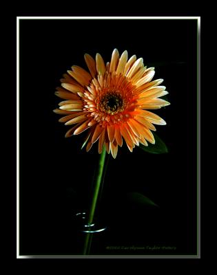 u19/bklyncmt/medium/13289101.Flora2a.jpg