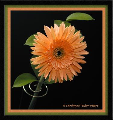 u19/bklyncmt/medium/13289102.Flora2b.jpg