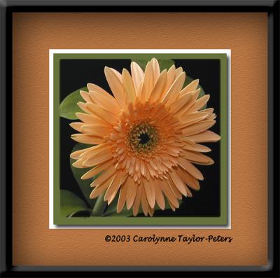 u19/bklyncmt/medium/13289103.Flora2c.jpg