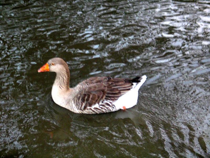 Goose