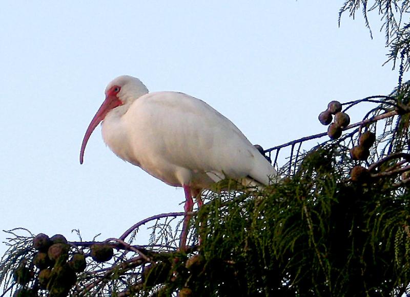 Ibis-roosting.jpg