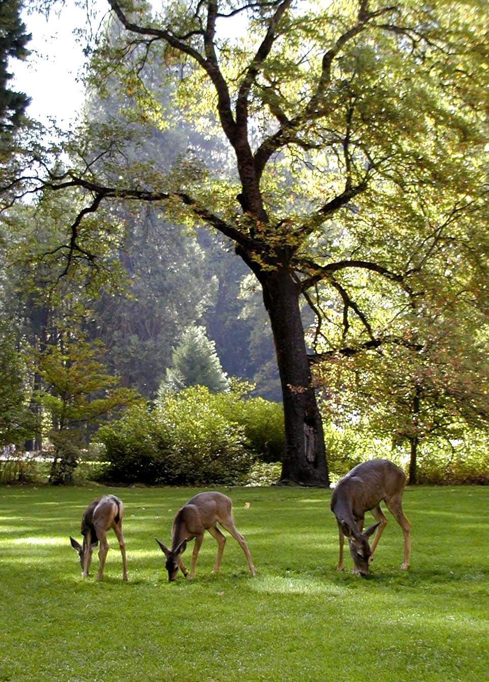 Ahwannee deer