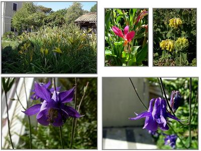 Flowers from the garden