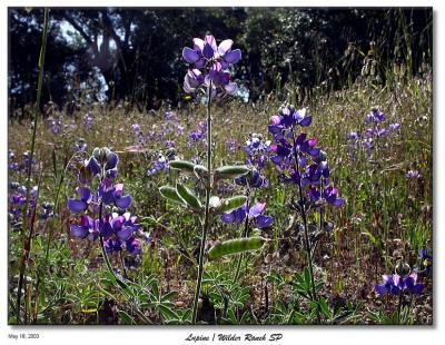 Lupines along the trail