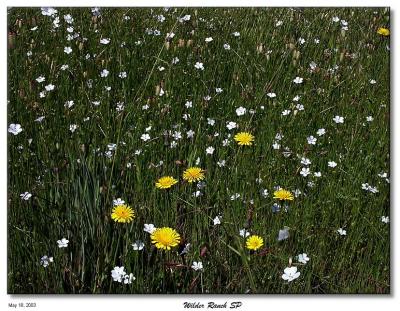 Wildflowers along the trail