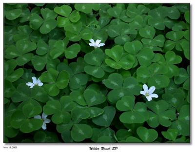 Giant clovers and flowers