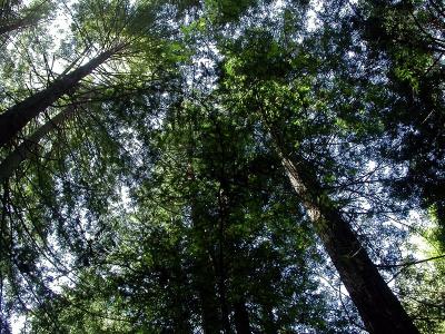 Redwoods in the Old Cabin Trail