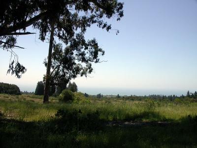 View from the Eucalyptis Grove