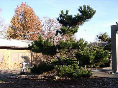 Pinus thunbergiana (Japanese Black Pine)