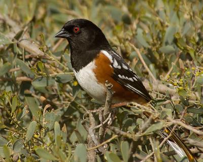 Spotted-Towhee