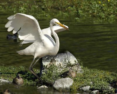 u19/canyonlu/medium/8807289.EgretWingsflap.jpg