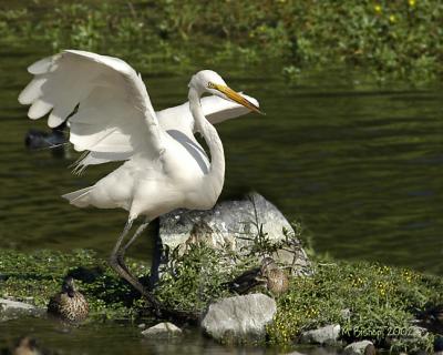 Newport Back Bay, Flaps up and ready