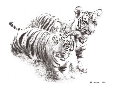 two-tigers-sketched.jpg
